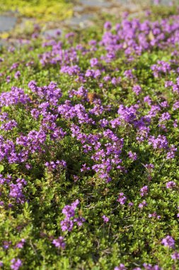 Kekik (Thymus vulgaris)