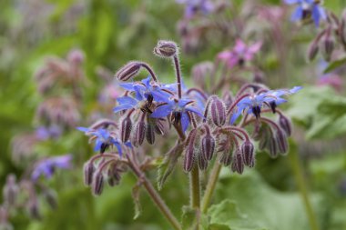 Hodan (Borago officinalis) çiçekler