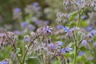 Hodan (Borago officinalis) çiçekler