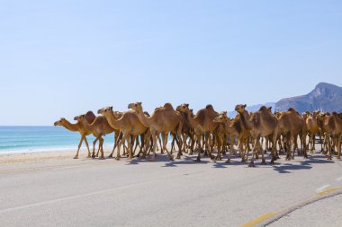 Camels in Oman clipart
