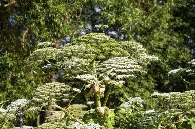 Heracleum Sosnowskyi Hogweed