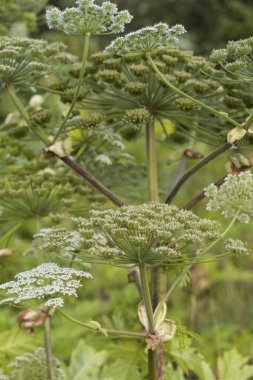 Heracleum Sosnowskyi Hogweed