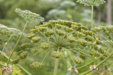 Heracleum Sosnowskyi Hogweed