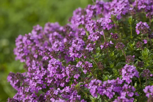 Thyme (Thymus vulgaris) — Stok Foto