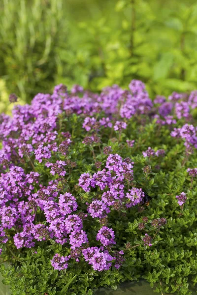 Tymianek (Thymus vulgaris) — Zdjęcie stockowe