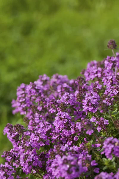 Tymianek (Thymus vulgaris) — Zdjęcie stockowe