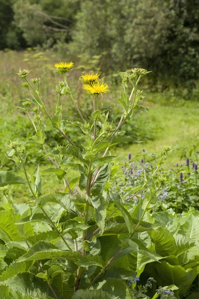 Fleurs d'élecampane (Inula helenium) — Photo