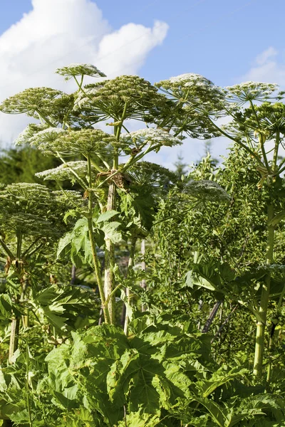 Heracleum Sosnowskyi Hogweed — Stock Photo, Image