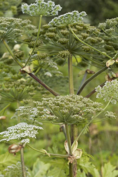 Heracleum Sosnowskyi Hogweed — Fotografia de Stock