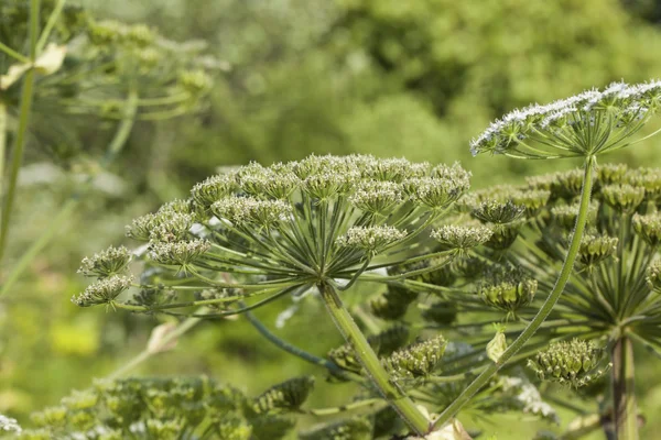 Heracleum Sosnowskyi Hogweed — Fotografia de Stock