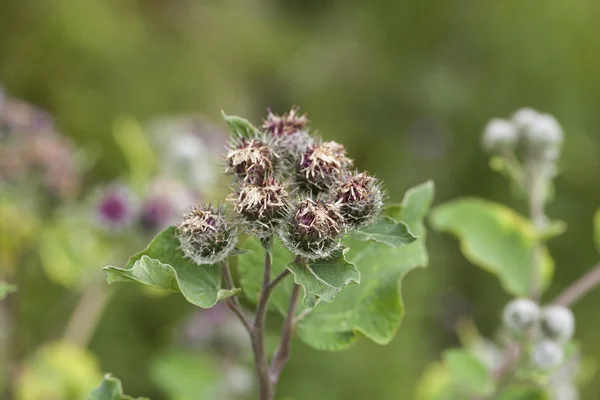 Bardana (Arctium lappa ) — Foto de Stock