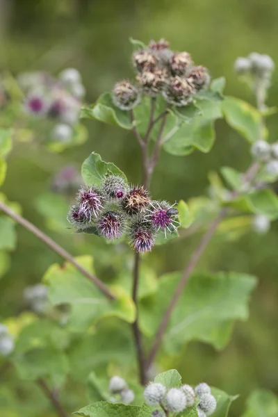 Bardana (Arctium lappa ) — Foto de Stock