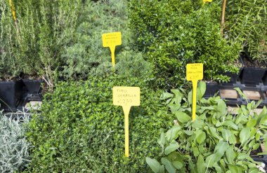 Otlar çiçek pazarı içinde 