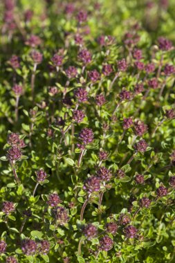 Kekik (Thymus vulgaris)