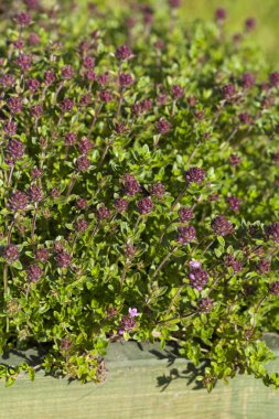 Kekik (Thymus vulgaris)