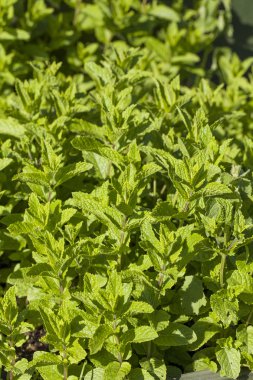 Bir yaz otlar bahçesinde yeşil taze nane.