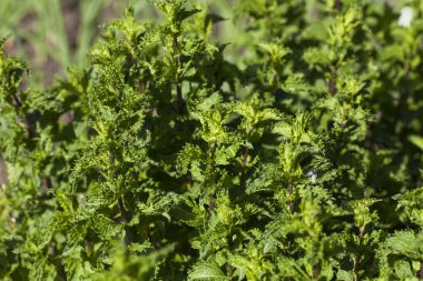 Bir yaz otlar bahçesinde yeşil taze nane.