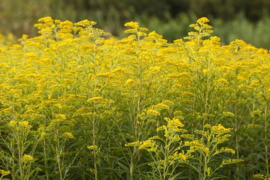 Goldenrod flowers in a summer meadow clipart