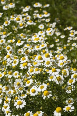 Yazın çayırdaki papatya çiçekleri