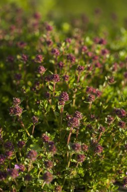 Kekik (Thymus vulgaris)