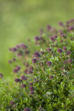 Kekik (Thymus vulgaris)