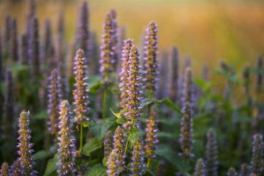 Anason çördük (Agastache foeniculum)