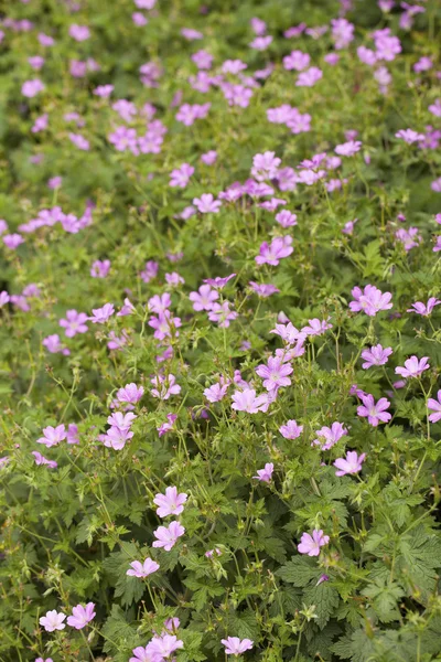 Geranium kwiaty na łące — Zdjęcie stockowe