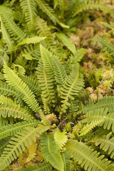 Dryopteris (Wood fern, Male fern) — Stockfoto
