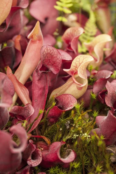 Φυτά pitcher (Sarraceniaceae) — Φωτογραφία Αρχείου