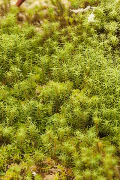 Bilden av mjuk grön mossa bakgrundsstruktur. — Stockfoto