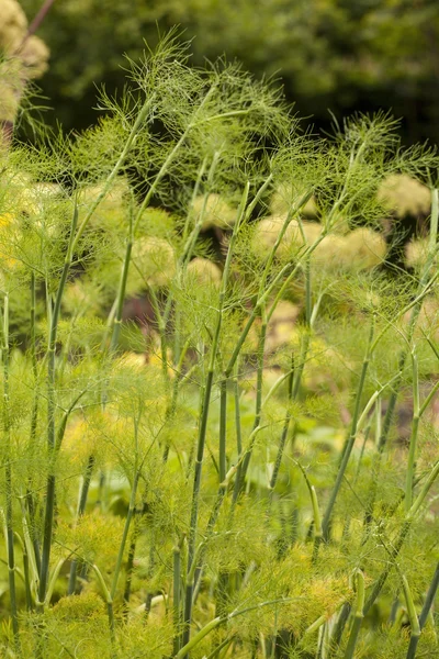 Kopr v letní zahradě — Stock fotografie
