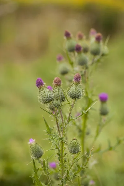 Carduus Plumeless Distels Plant Een Zomer Weide — Stockfoto