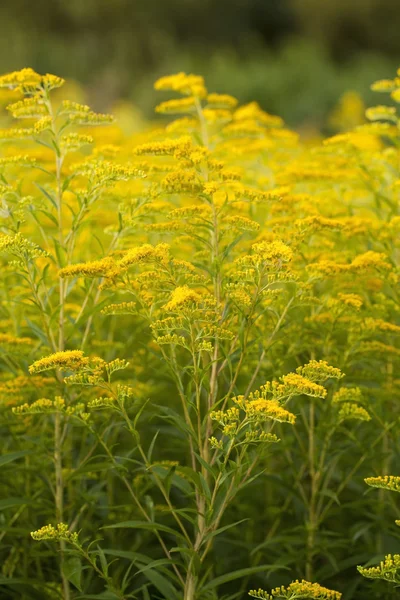 夏の草原に鮮やかな黄色花 — ストック写真