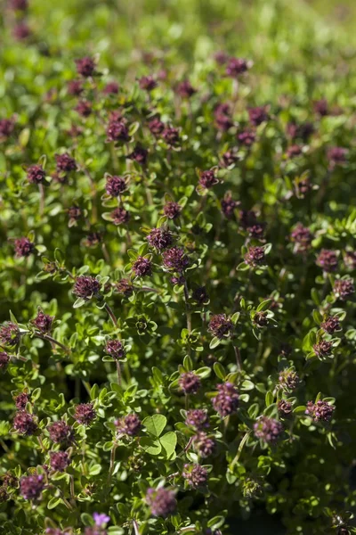 Tymianek (Thymus vulgaris) — Zdjęcie stockowe