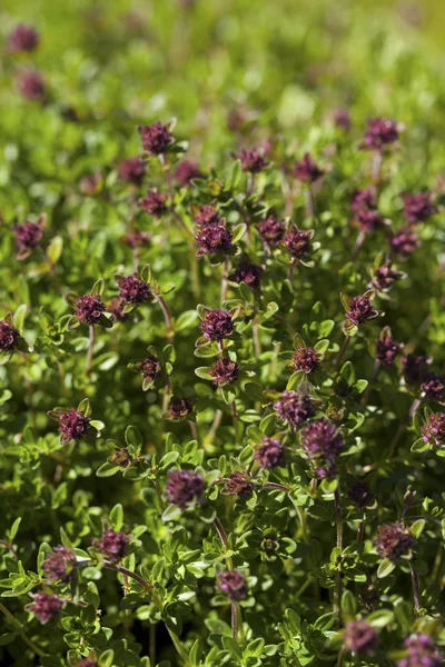 Tomilho (Thymus vulgaris ) — Fotografia de Stock