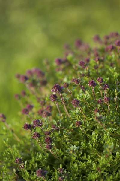 Thyme (Thymus vulgaris) ) — Photo