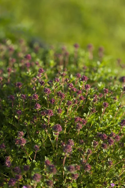 Thyme (Thymus vulgaris) — Stok Foto