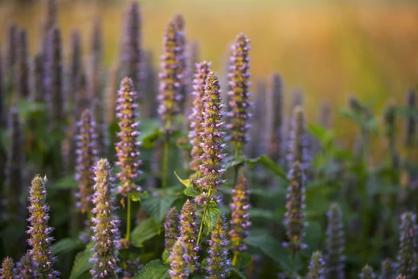 Anason çördük (Agastache foeniculum)