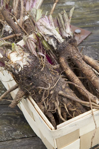 Rötter av kardborre (arctium blommar) — Stockfoto