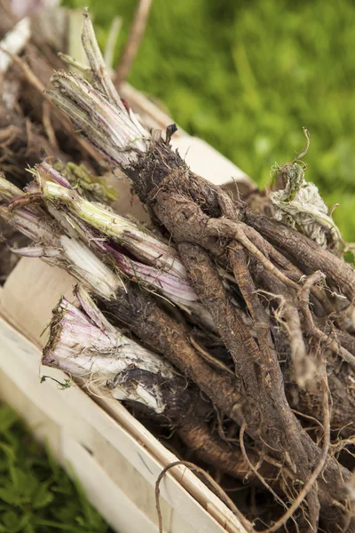 Rötter av kardborre (arctium blommar) — Stockfoto