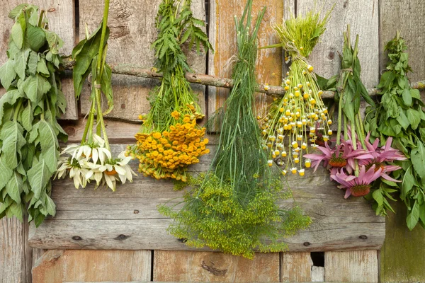 Medical herbs — Stock Photo, Image