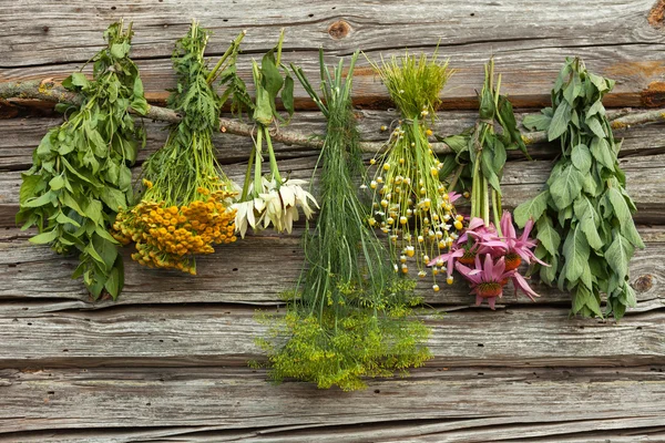 Medical herbs — Stock Photo, Image