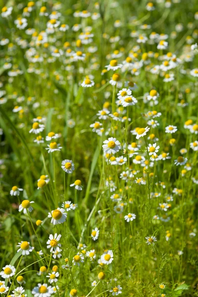 Chamomile — Stock Photo, Image