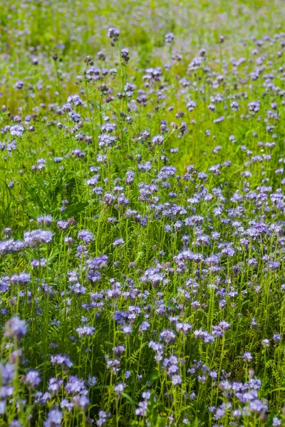 Phacelia — Stockfoto