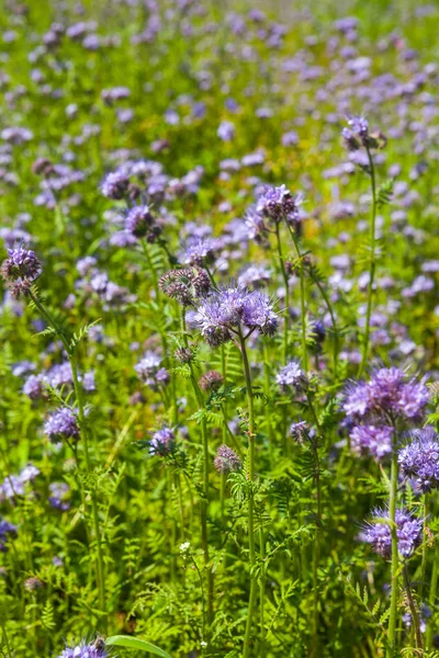 Phacelia — Stock Photo, Image