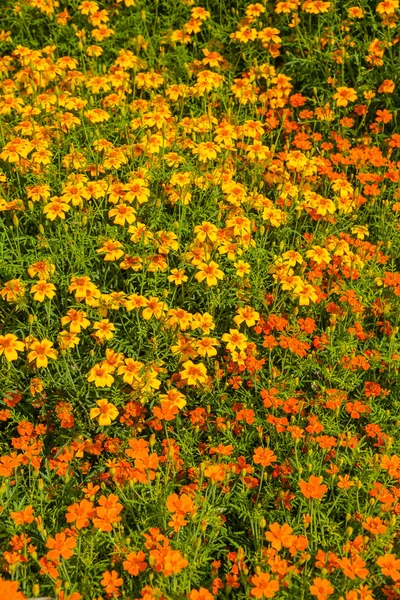 Marigold — Stock Photo, Image