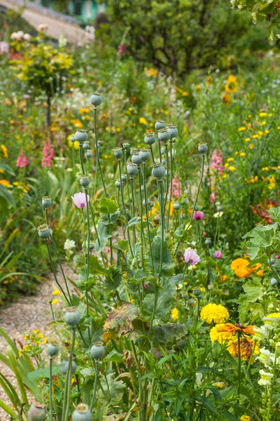 Giverny — Stok Foto