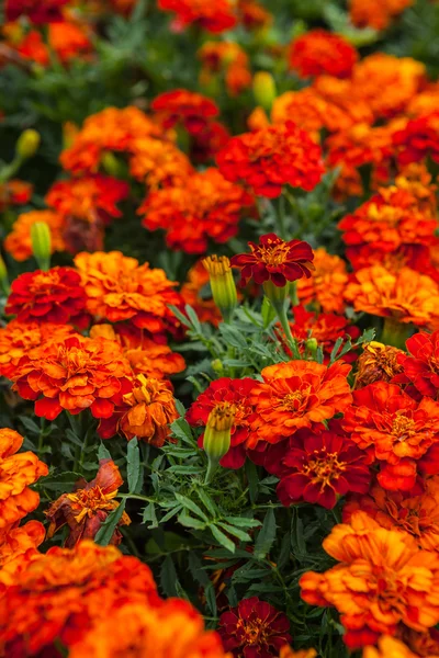 Marigold — Stock Photo, Image