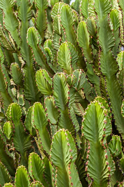 Cactus — Stock Photo, Image