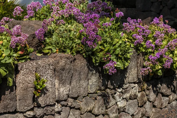 Blommor och stenmur — Stockfoto